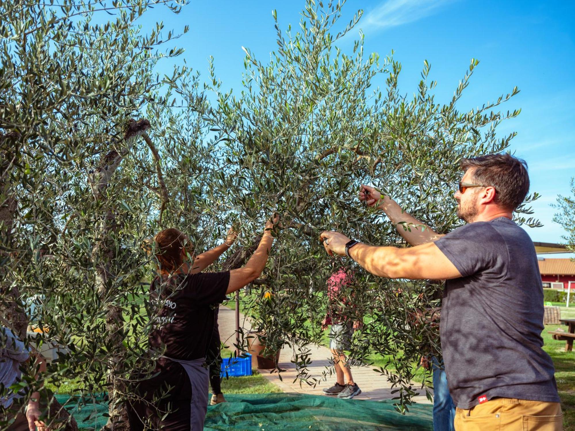 Agriturismo Biologico Diacceroni Villamagna  Eksteriør bilde